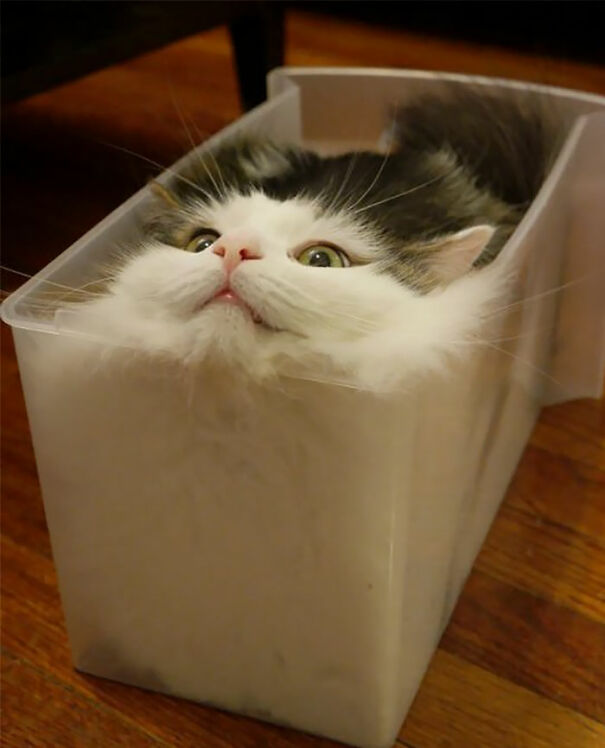 funny-liquid-cats-if-it-fits-i-sits-102-5aa630b95e8d8__700-5fdfc7edb43da.jpg