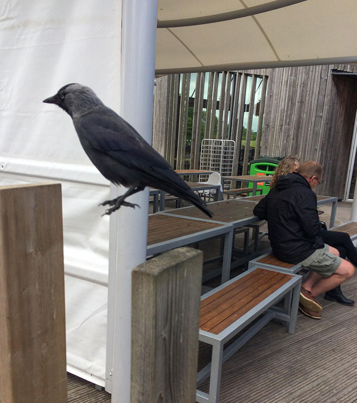 Crow Hopped As I Took His Photo