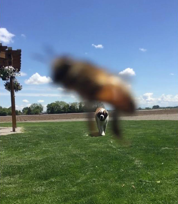 Bee Photobombs My Dog
