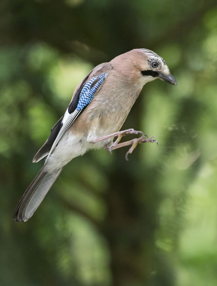 I've Been Photographing Gorgeous Jays In My Garden For The Past Years And I've Learned To Tell Them Apart By Their Black And Blue "Barcodes" I've Been Photographing Gorgeous Jays In My Garden For The Past Years And I've Learned To Tell Them Apart By Their Black And Blue "Barcodes"