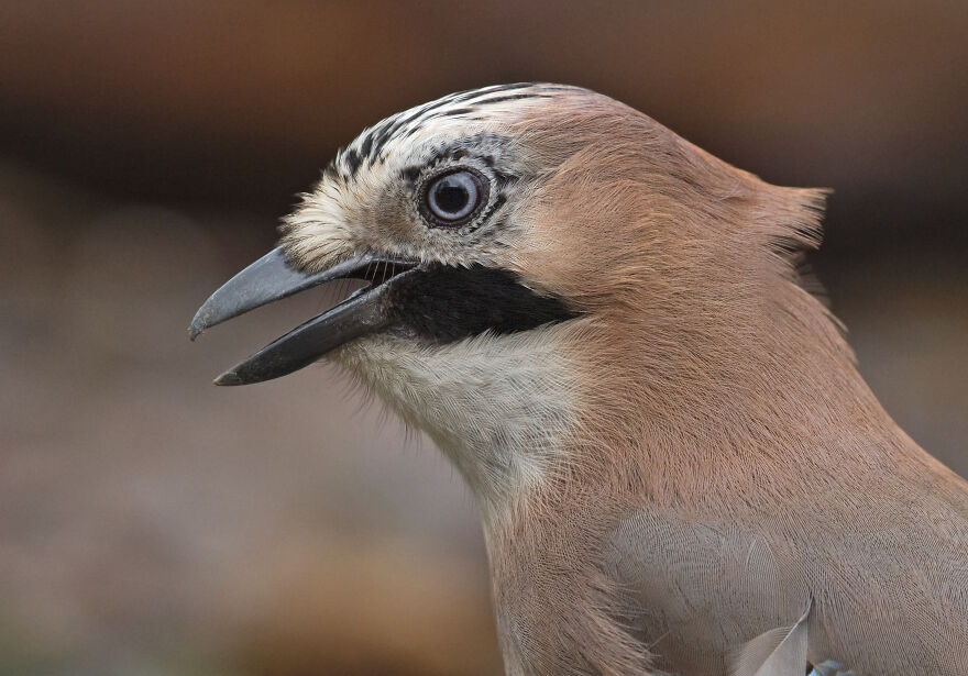 I've Been Photographing Gorgeous Jays In My Garden For The Past Years And I've Learned To Tell Them Apart By Their Black And Blue "Barcodes" I've Been Photographing Gorgeous Jays In My Garden For The Past Years And I've Learned To Tell Them Apart By Their Black And Blue "Barcodes"