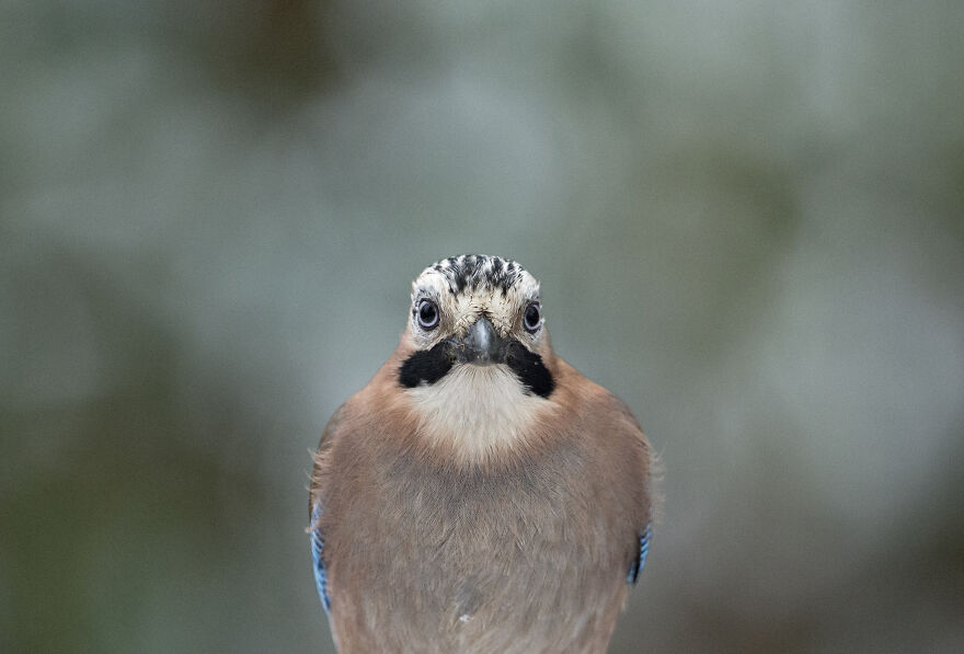 I've Been Photographing Gorgeous Jays In My Garden For The Past Years And I've Learned To Tell Them Apart By Their Black And Blue "Barcodes" I've Been Photographing Gorgeous Jays In My Garden For The Past Years And I've Learned To Tell Them Apart By Their Black And Blue "Barcodes"