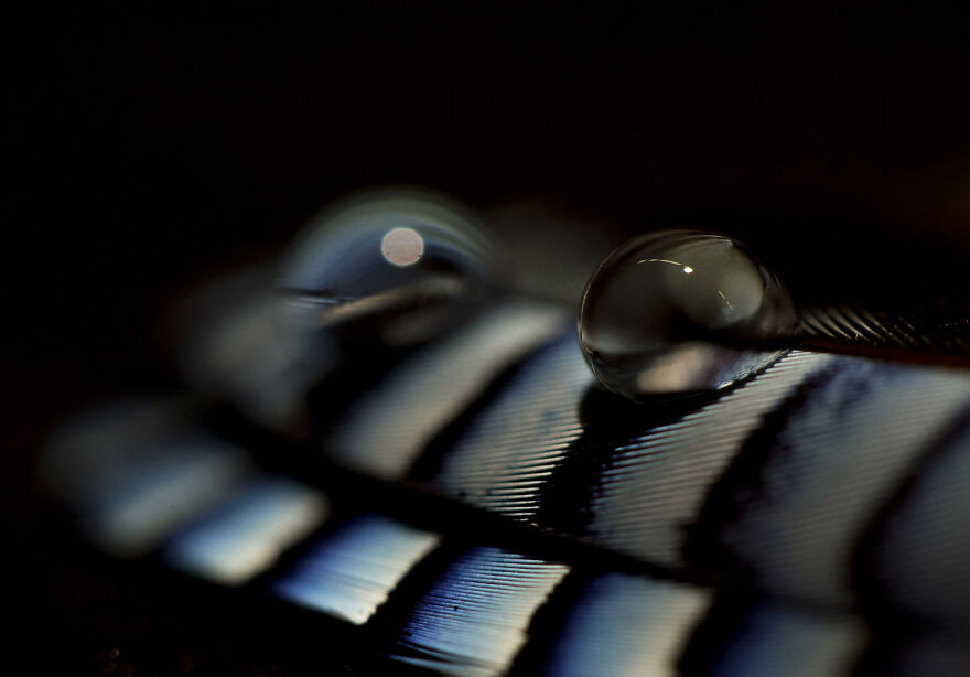 I've Been Photographing Gorgeous Jays In My Garden For The Past Years And I've Learned To Tell Them Apart By Their Black And Blue "Barcodes"