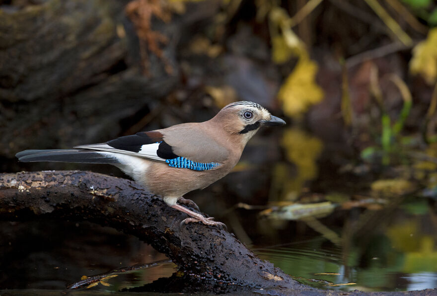 I've Been Photographing Gorgeous Jays In My Garden For The Past Years And I've Learned To Tell Them Apart By Their Black And Blue "Barcodes"