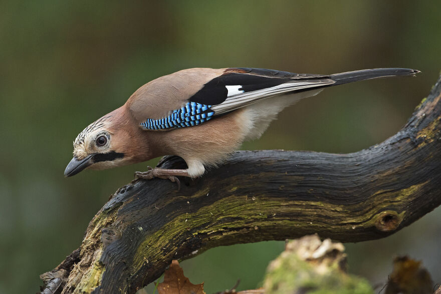 I've Been Photographing Gorgeous Jays In My Garden For The Past Years And I've Learned To Tell Them Apart By Their Black And Blue "Barcodes" I've Been Photographing Gorgeous Jays In My Garden For The Past Years And I've Learned To Tell Them Apart By Their Black And Blue "Barcodes"
