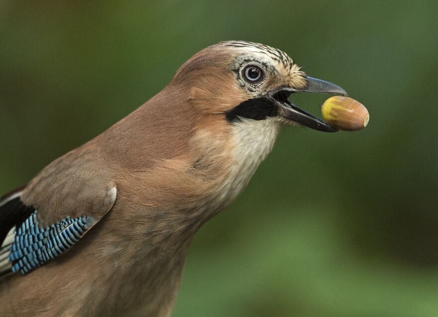 I've Been Photographing Gorgeous Jays In My Garden For The Past Years And I've Learned To Tell Them Apart By Their Black And Blue "Barcodes"