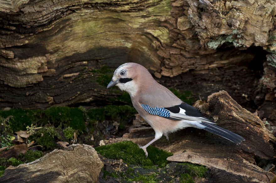 I've Been Photographing Gorgeous Jays In My Garden For The Past Years And I've Learned To Tell Them Apart By Their Black And Blue "Barcodes" I've Been Photographing Gorgeous Jays In My Garden For The Past Years And I've Learned To Tell Them Apart By Their Black And Blue "Barcodes"
