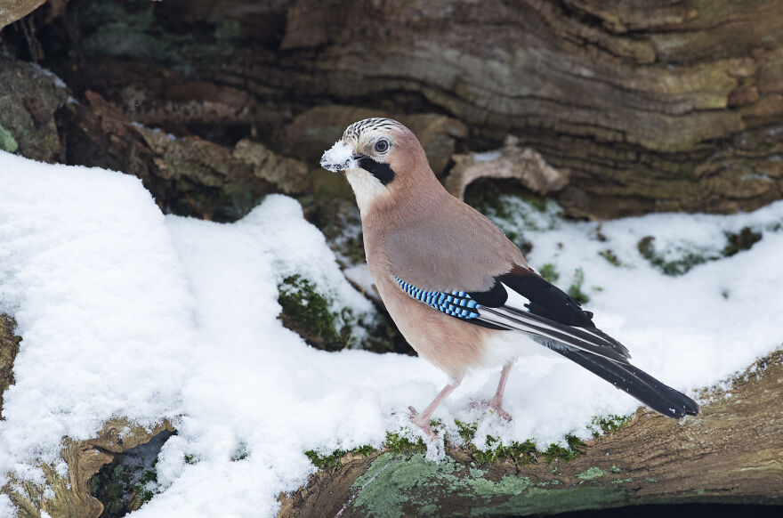 I've Been Photographing Gorgeous Jays In My Garden For The Past Years And I've Learned To Tell Them Apart By Their Black And Blue "Barcodes"
