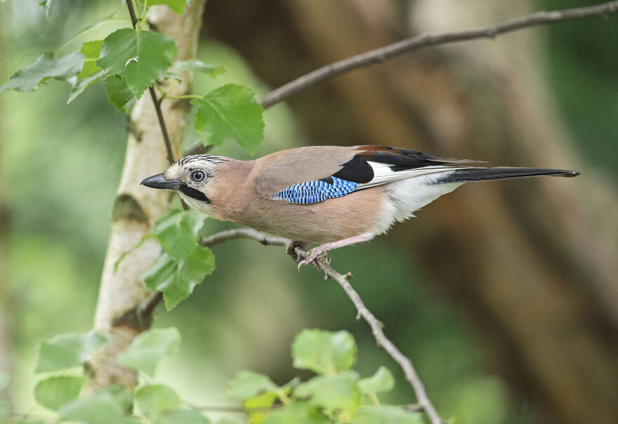 I've Been Photographing Gorgeous Jays In My Garden For The Past Years And I've Learned To Tell Them Apart By Their Black And Blue "Barcodes"