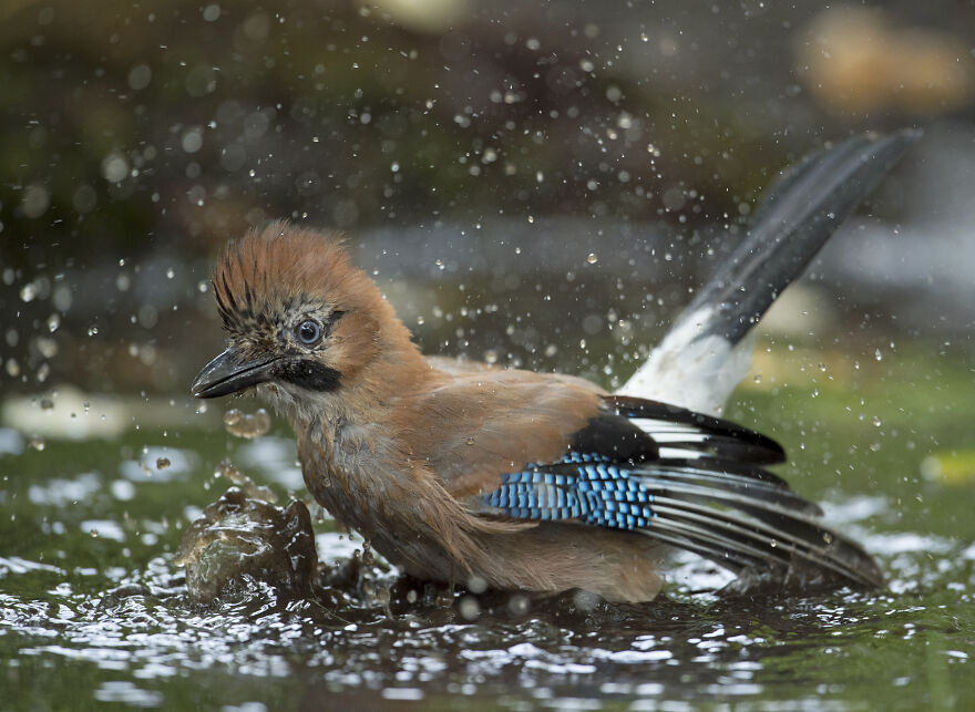 I've Been Photographing Gorgeous Jays In My Garden For The Past Years And I've Learned To Tell Them Apart By Their Black And Blue "Barcodes" I've Been Photographing Gorgeous Jays In My Garden For The Past Years And I've Learned To Tell Them Apart By Their Black And Blue "Barcodes"