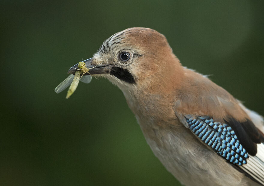 I've Been Photographing Gorgeous Jays In My Garden For The Past Years And I've Learned To Tell Them Apart By Their Black And Blue "Barcodes" I've Been Photographing Gorgeous Jays In My Garden For The Past Years And I've Learned To Tell Them Apart By Their Black And Blue "Barcodes"