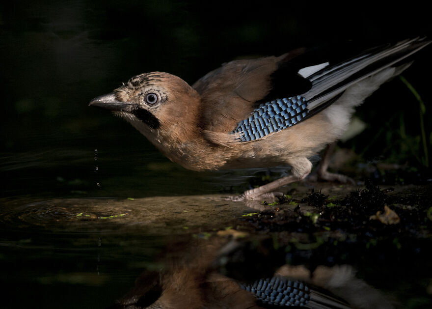 I've Been Photographing Gorgeous Jays In My Garden For The Past Years And I've Learned To Tell Them Apart By Their Black And Blue "Barcodes" I've Been Photographing Gorgeous Jays In My Garden For The Past Years And I've Learned To Tell Them Apart By Their Black And Blue "Barcodes"