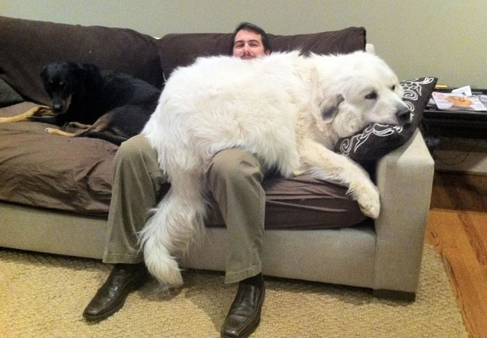 50 Perros que no entienden lo GRANDES que son (Nuevas fotos)