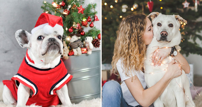 “Show Your Pets A Christmas Tree” Initiative Strives To Get As Many Food Donations As Possible