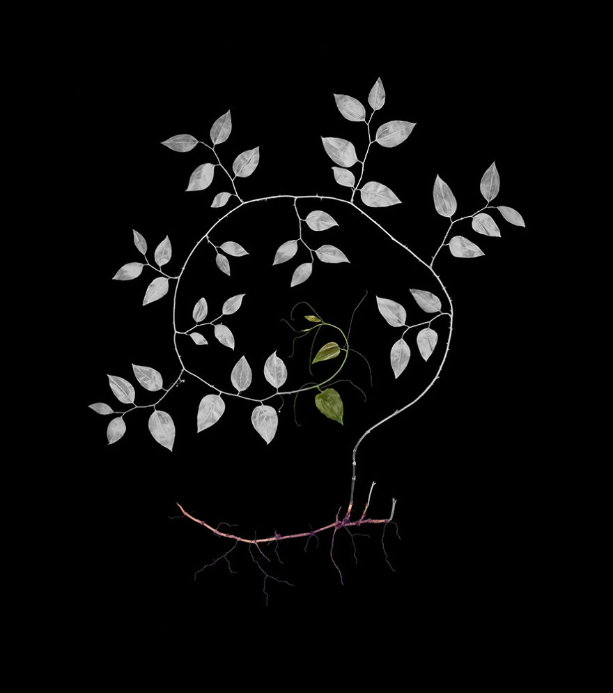 Greenbrier, Archival Pigment Print, 16"X20", 2020