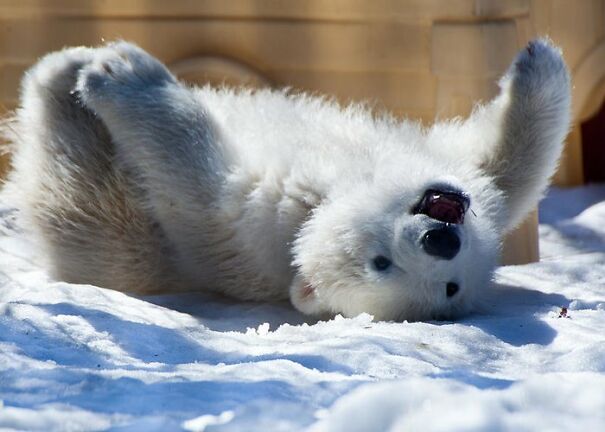 happy-polar-bear-cub-dora-miller-5fd254433c6f7.jpg