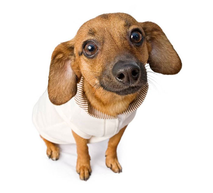 Hey Pandas, Photoshop This Dog The Funniest Way Possible (Closed)