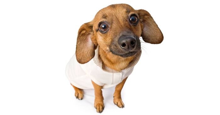 Hey Pandas, Photoshop This Dog The Funniest Way Possible (Closed)