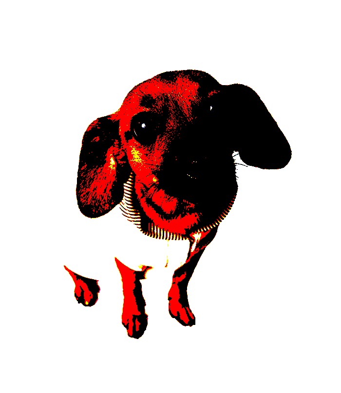 Welcome Smile Other Dog