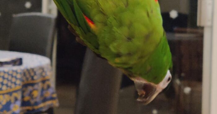 Hey Pandas, Post A Picture Of Your Bird (Closed)