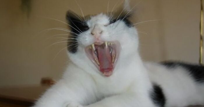 Hey Pandas, Share The Most Unflattering Picture Of Your Pet (Closed)