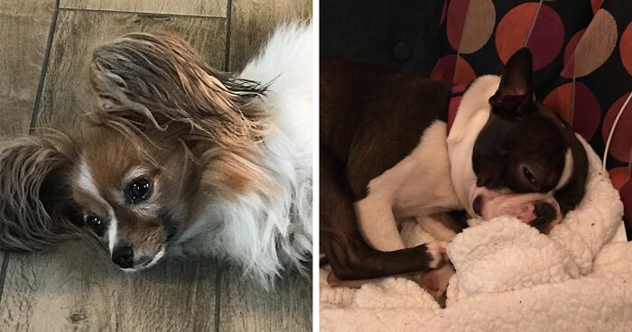 Hey Pandas, Share The Prettiest Photo Of Your Pet (Closed)