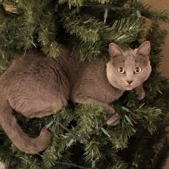 Hey Pandas, Share Your Christmas Tree With Us (Closed)