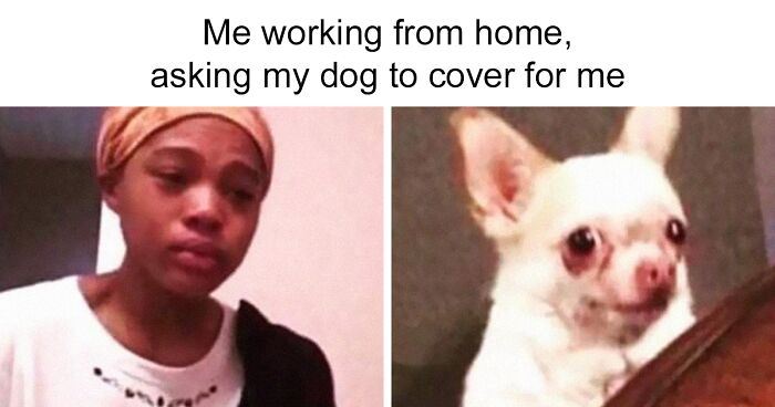 Hey Pandas, What Is The Funniest Meme You’ve Seen This Year? (Closed)