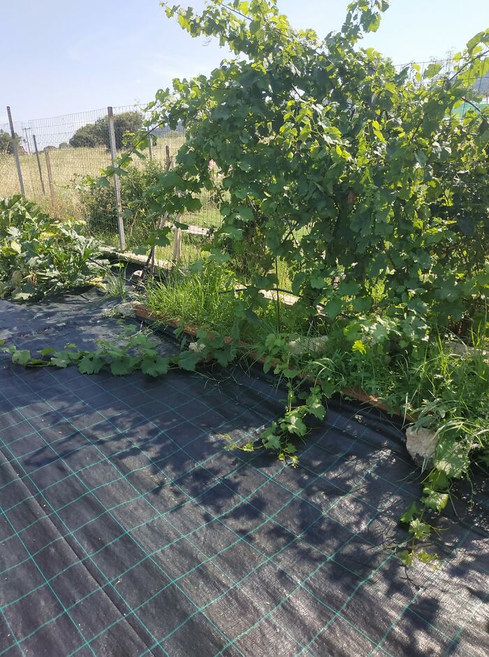 I Was Looking For Her In The Whooole Backyard