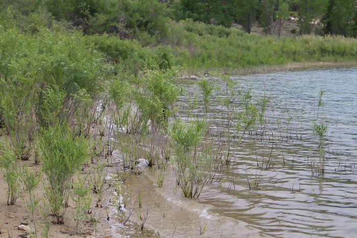 Ok, This Is The Current Theme I Guess. Find My Doggo