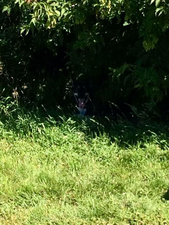 This Was At The Big Dog Park In Calgary Across Hwy 2 From IKEA. Summer Of 2016
