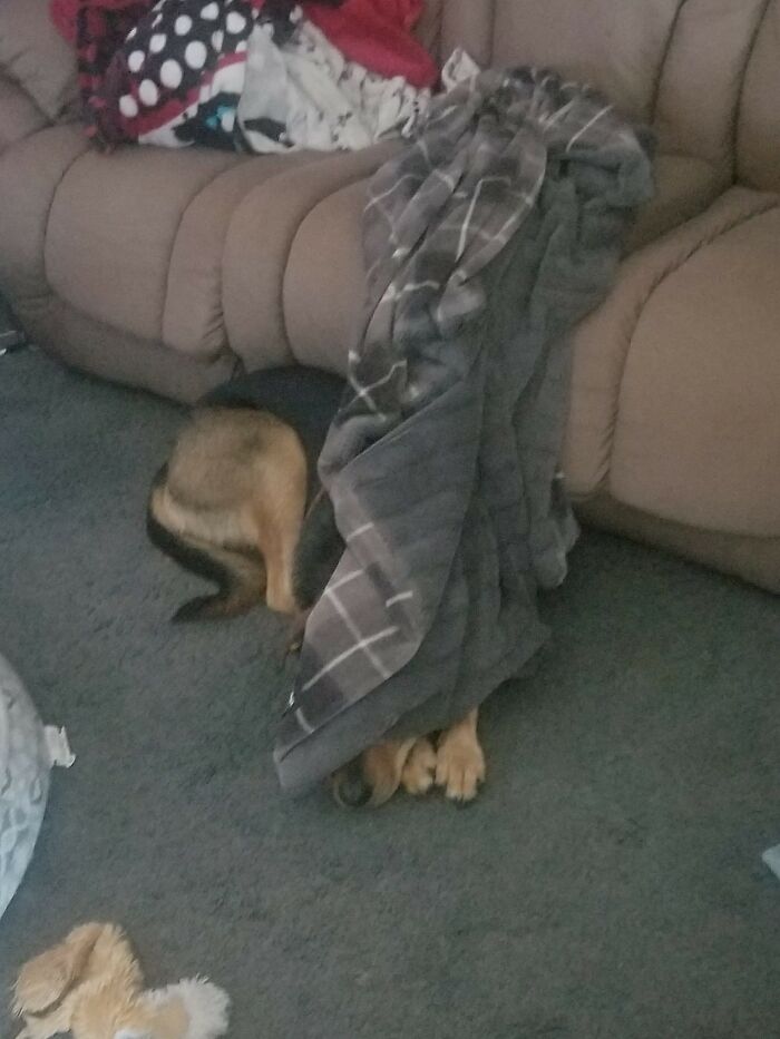 There Certainly Is No Bucky In This Picture. Nope