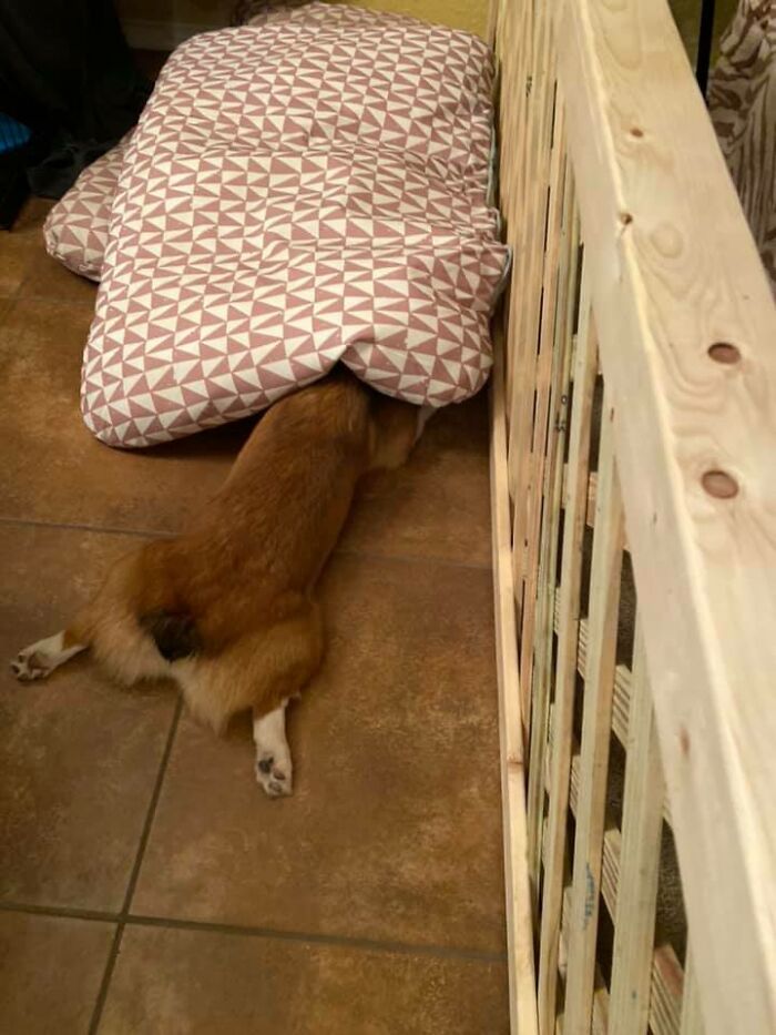 Does This Count As A Hidden Dog Challenge?