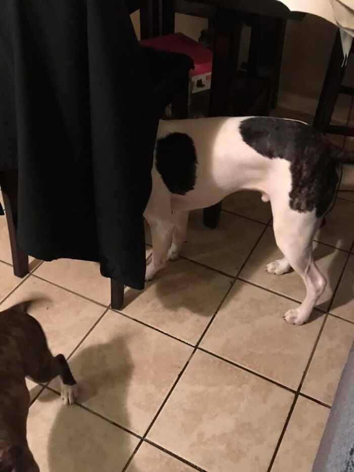 Harley Loves To Play “Hide And Seek”...i Can Never Find Him