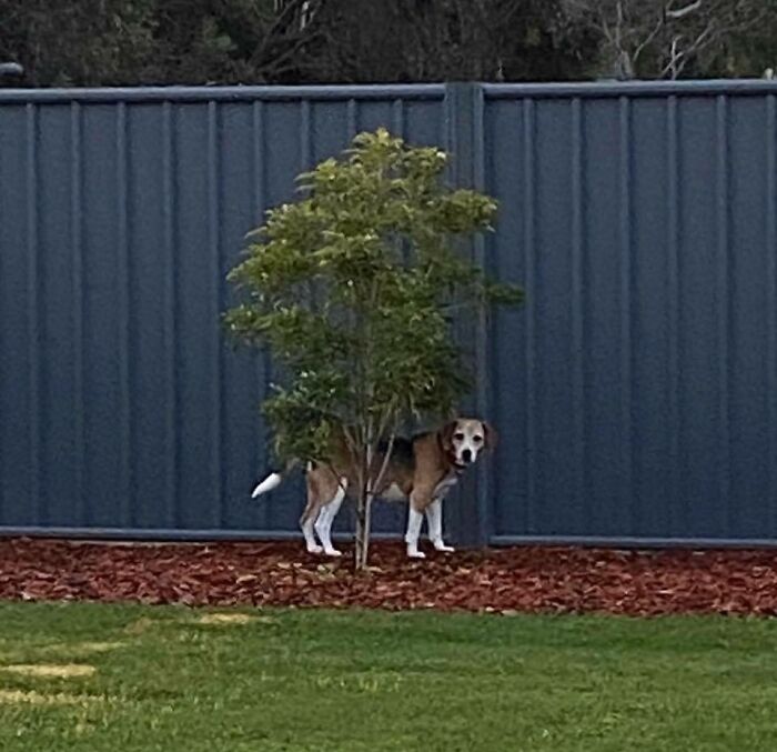 Miss Betty, Camouflage Expert