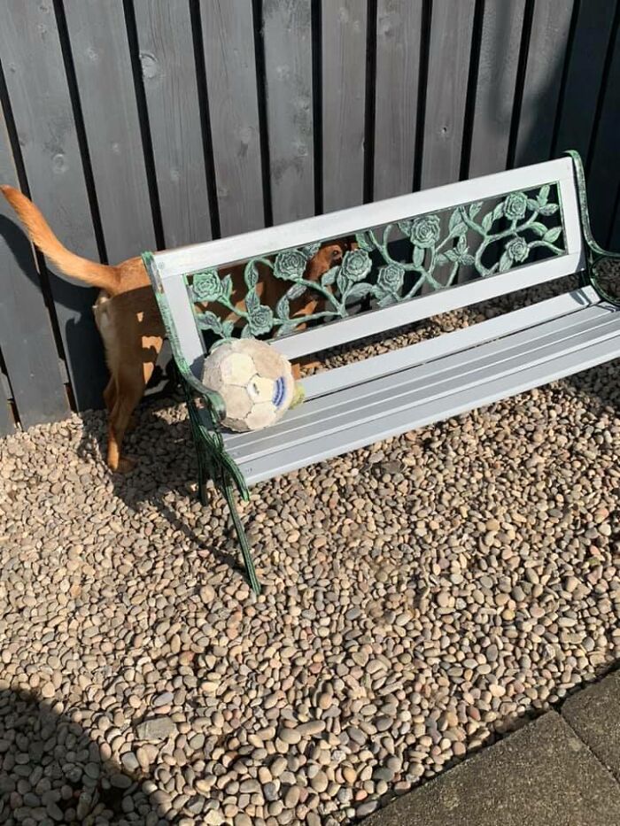 Cooper Wanted To Get In On This Challenge. I Bet You Can’t Spot Him Xx Lol Xxx He Loves A Game Of Hide And Seek