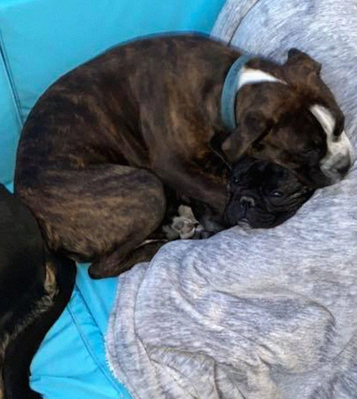 How Many Dogs Are In This Picture?!?