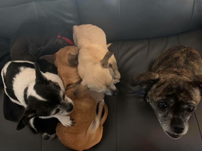 How Many Can You See? #hiddendogchallenge Haha Definitely 6! Poor Gizmo On The Bottom Always Gets All The Snuggles Because He’s Long Haired!!