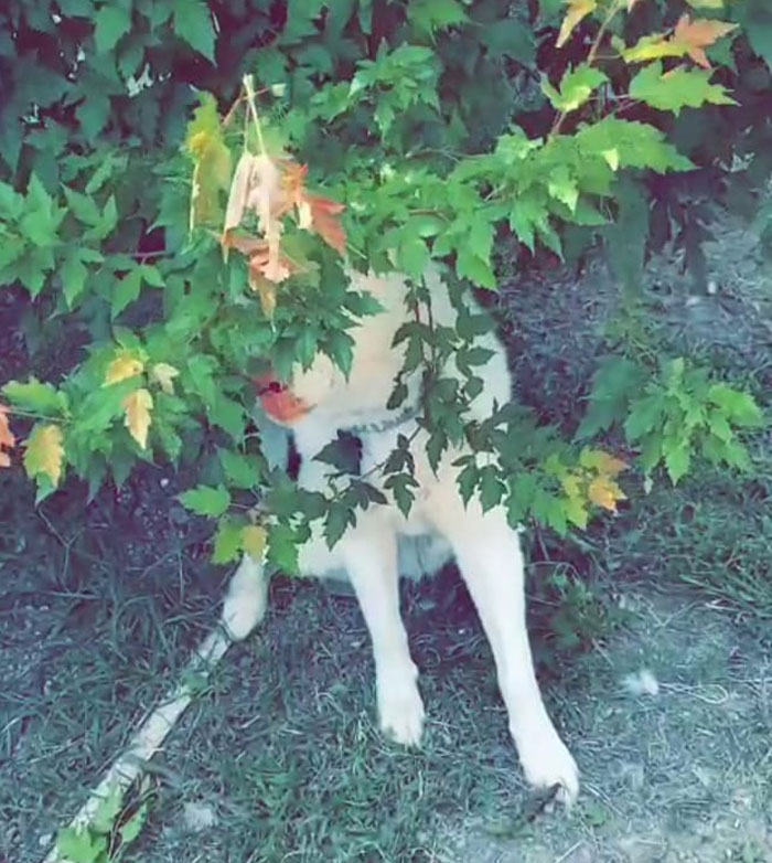 Ooo Oooo Echo Wants To Play! Please Don't Ruin It