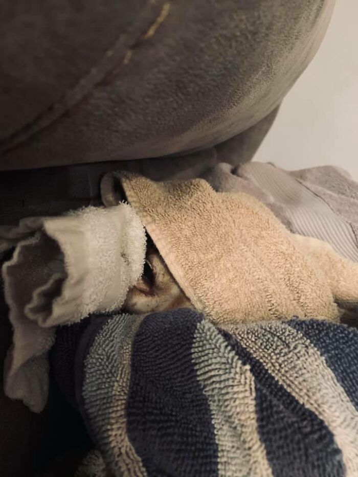 He Loves Warm Laundry