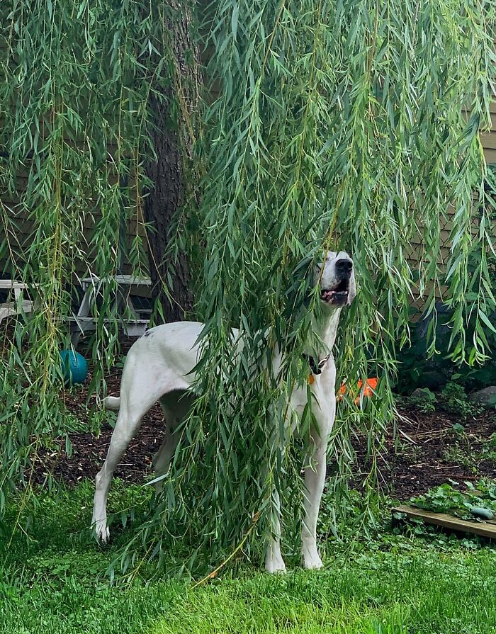 She Always Spies On Us. Super Covert