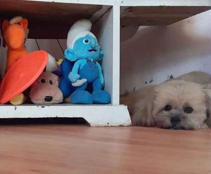 I Don't Know About You But I've Been Trying To Find My Dog For Hours To No Avail