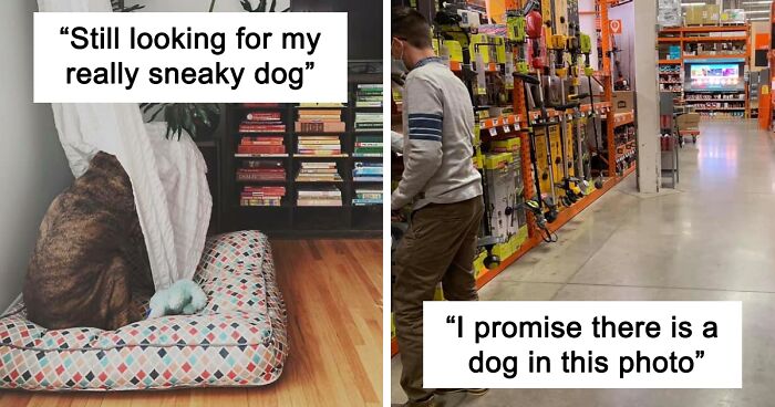 People Post Pics Of Hidden Dogs And The Difficulty Of Finding Them Ranges From 0 To 100People Post Pics Of Hidden Dogs And The Difficulty Of Finding Them Ranges From 0 To 100