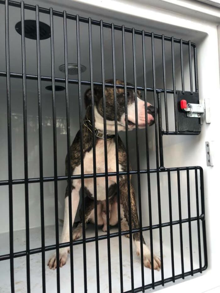 Homeless Man Rushes Into A Burning Animal Shelter - Saves Every Animal Homeless Man Rushes Into A Burning Animal Shelter - Saves Every Animal