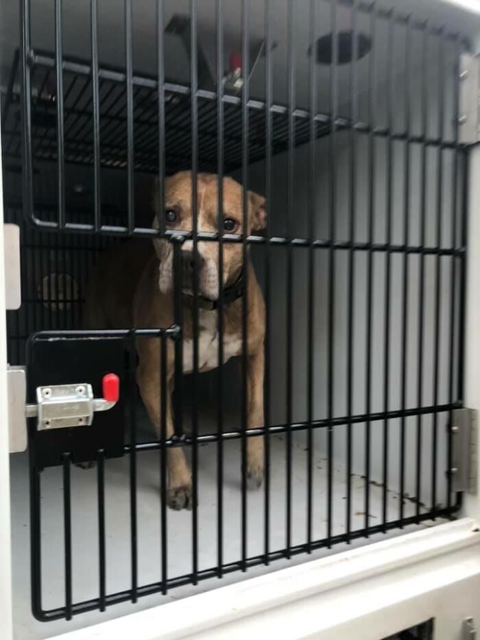 Homeless Man Rushes Into A Burning Animal Shelter - Saves Every Animal Homeless Man Rushes Into A Burning Animal Shelter - Saves Every Animal