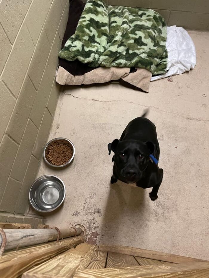 Homeless Man Rushes Into A Burning Animal Shelter - Saves Every Animal Homeless Man Rushes Into A Burning Animal Shelter - Saves Every Animal