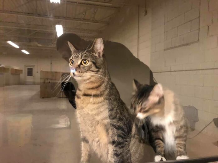 Homeless Man Rushes Into A Burning Animal Shelter - Saves Every Animal Homeless Man Rushes Into A Burning Animal Shelter - Saves Every Animal