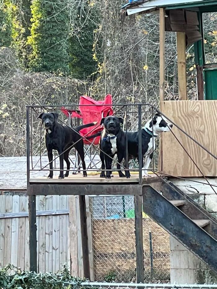 Homeless Man Rushes Into A Burning Animal Shelter - Saves Every Animal Homeless Man Rushes Into A Burning Animal Shelter - Saves Every Animal