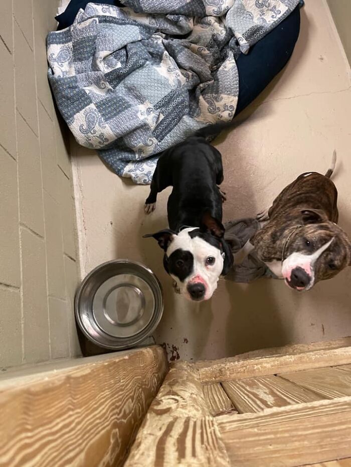 Homeless Man Rushes Into A Burning Animal Shelter - Saves Every Animal Homeless Man Rushes Into A Burning Animal Shelter - Saves Every Animal