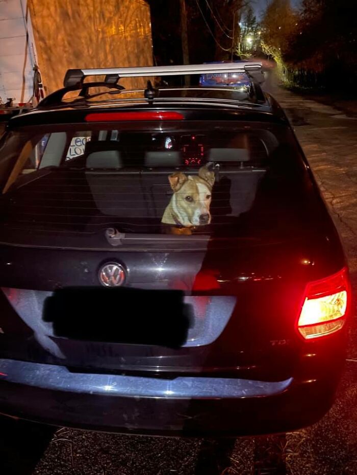 Homeless Man Rushes Into A Burning Animal Shelter - Saves Every Animal Homeless Man Rushes Into A Burning Animal Shelter - Saves Every Animal